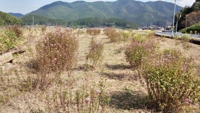 西予市宇和町岡山　アサギマダラのオアシス2023