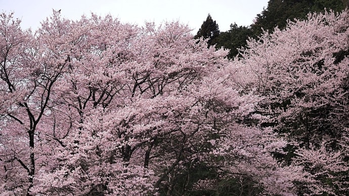 ★飯田市鶏足院周辺にて🌸・春の花　2024