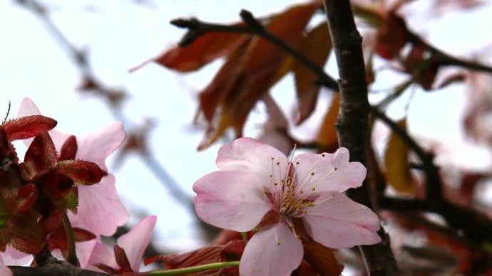北海道の4月はまだまだ寒い、桜の開花はGWころ、一足先に写真で春の桜13-3