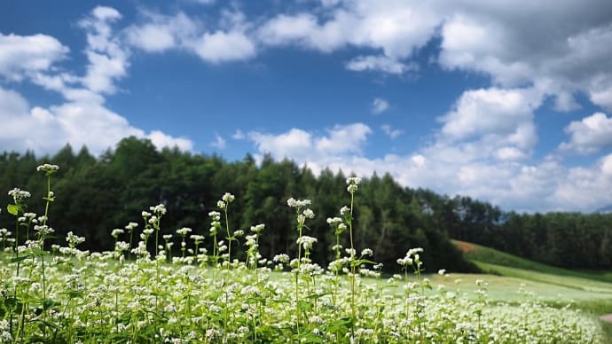 ★中山高原の蕎麦の花⑥・青空と蕎麦畑　2021