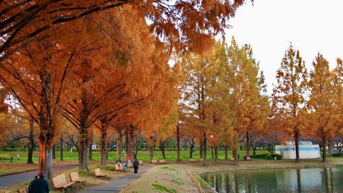 川越水上公園　紅葉