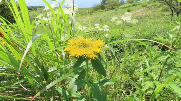 高ボッチ高原・鉢伏山で最近咲いている花　ホソバノキリンソウ（細葉の麒麟草）