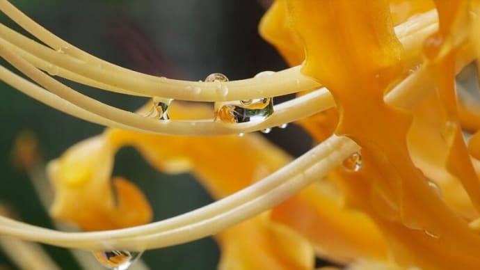 ●我が家の10月の花(3) 黄色い彼岸花 ヤブランが開花