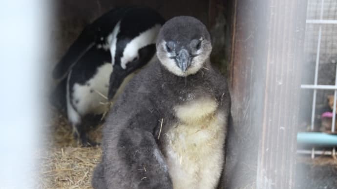 ペンギンのヒナ