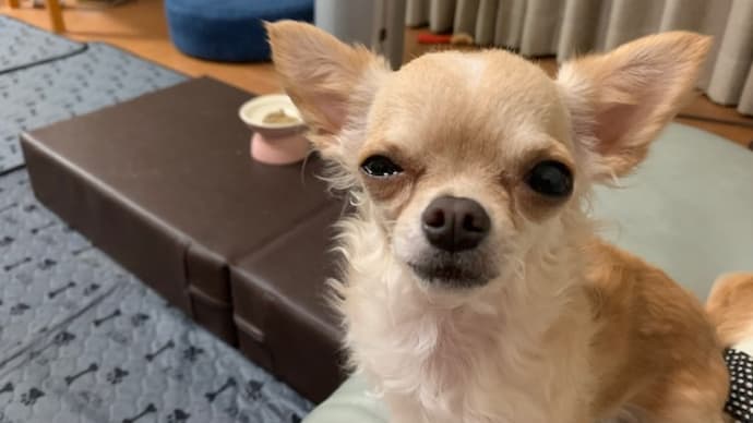 オメメ、どうした⁉️