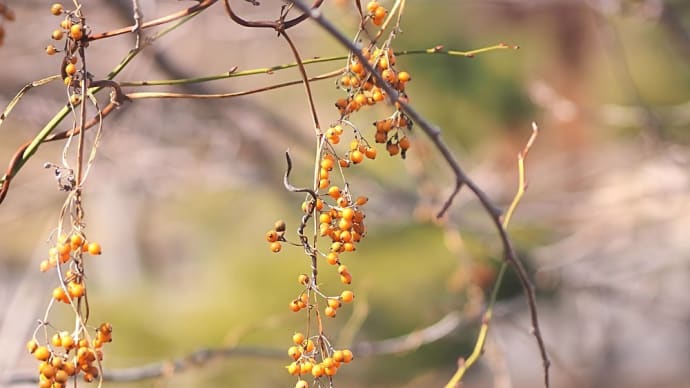 ★冬の終わりの植物 2023