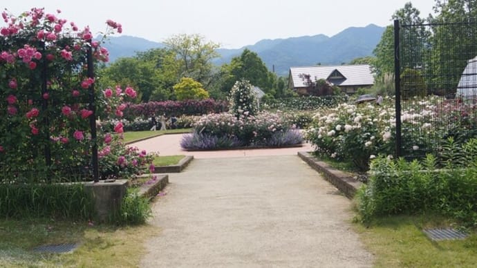 「松阪農業公園ベルファームのばら園」見てきました~(^^) №2 2022