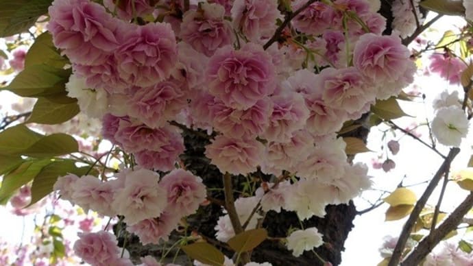 #8991 八重桜🌸