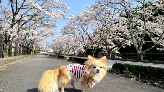 昼間の桜街道はきれい~!