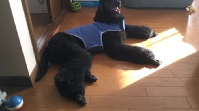 クールベスト