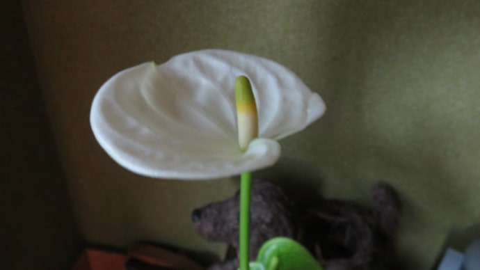Anthurium