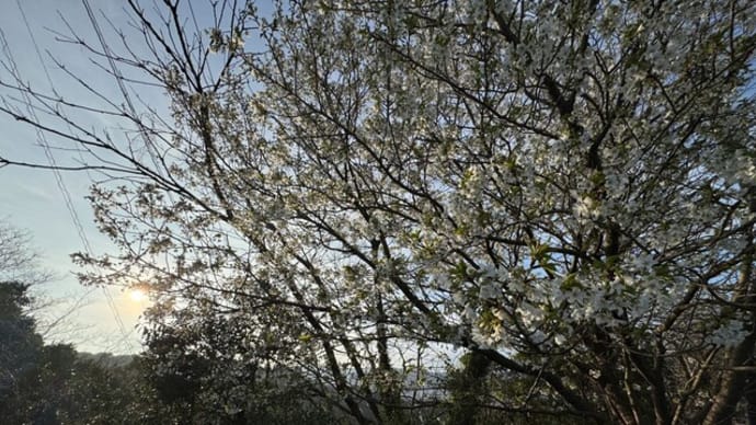 御立岬公園の緑萼桜(りょくがくさくら)