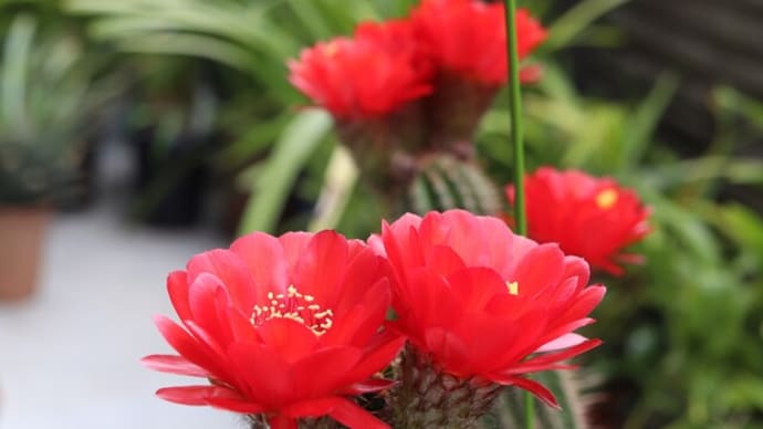 【多肉】柱サボテンの大きな6輪の赤い花