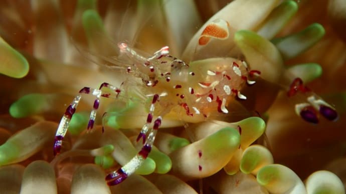 ✬✬九十九島の生き物たち✬✬