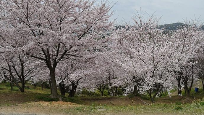 日笠山 満開の桜 2017