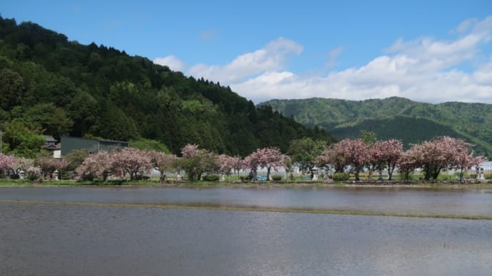 伊香具神社の八重桜とシャガの花