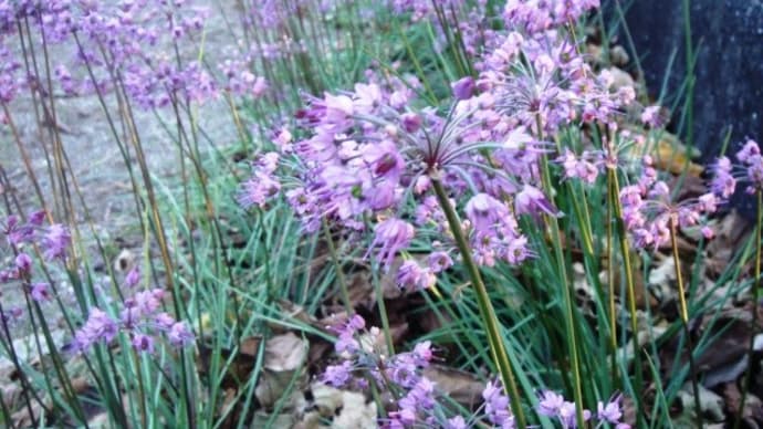 花紀行~ラッキョウの花