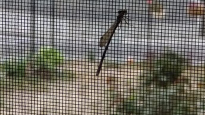 5月にとんぼ??