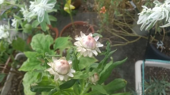 帝王貝細工「蕾」が出て来た