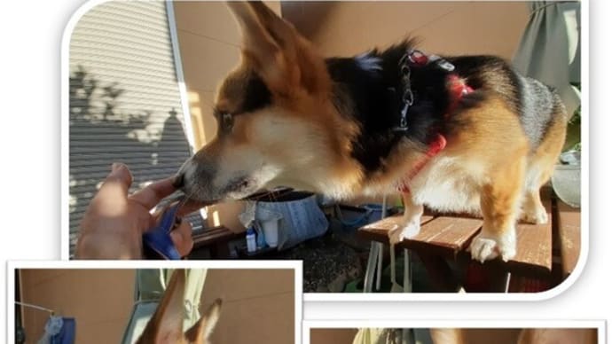 じじいとムギのおSUM歩ヴギ・・・ よっ!男前だワン🐕