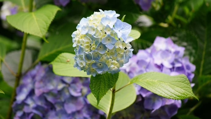 快速鎌倉あじさい号185系に乗る (その3)明月院から北鎌倉周辺、そして事件。