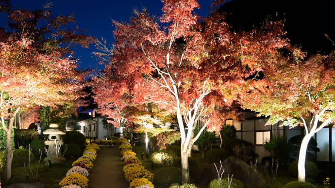 宝徳寺の床紅葉、ライトアップ