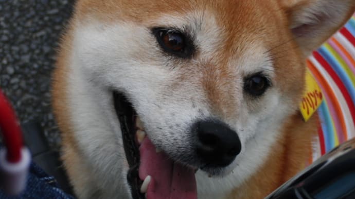 クリンを写真で偲んで・・74日目(199日)