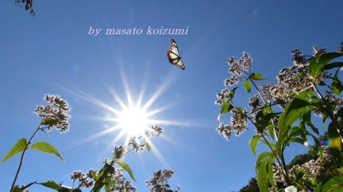 青空と太陽と渡蝶(アサギマダラ)・・・