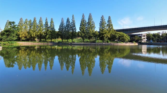 クロハラアジサシ 飛姿編 ・・・ 10月2日 城北公園で