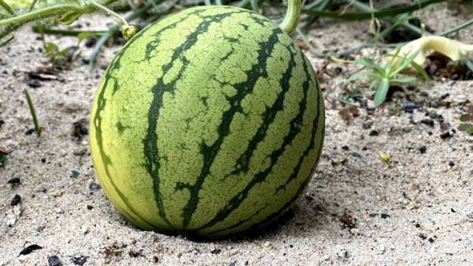 すくすく育つスイカの実…食べられるのか?