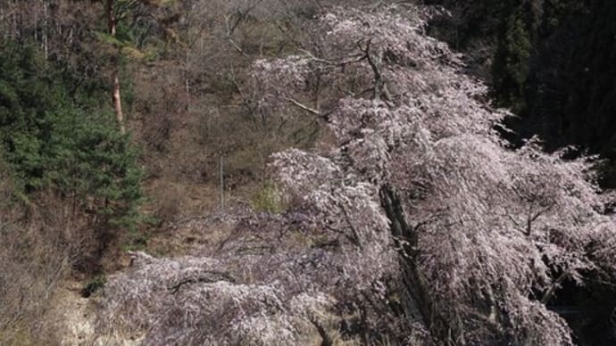 思い出の・・・赤和観音しだれ桜
