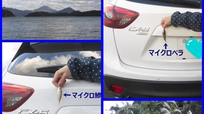 🎣 久しぶりの魚釣り 🐟 🐠 🐡