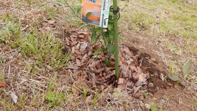 ミカンとキウイの苗木を植えました♪