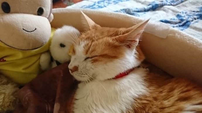 4月27日(水) 猫の麦とごまの日常日記