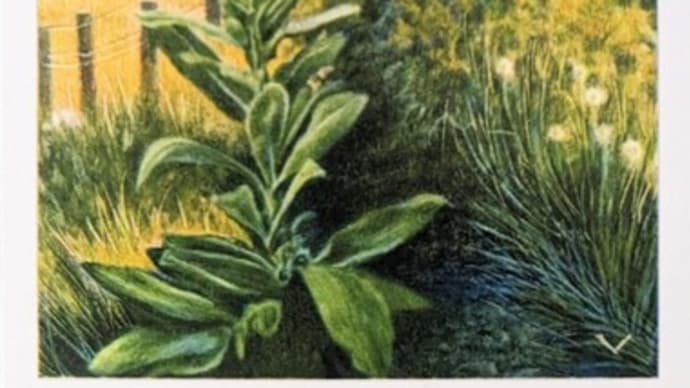 Ace Of Fire ( MULLEIN )