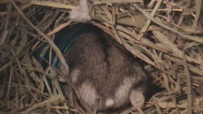 「ティッシュを移動させてあげないと」って？