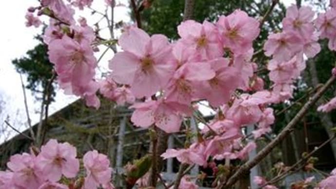さくら　桜　サクラ…咲く