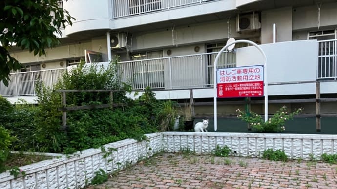 この画像のどこかに猫がいます 65