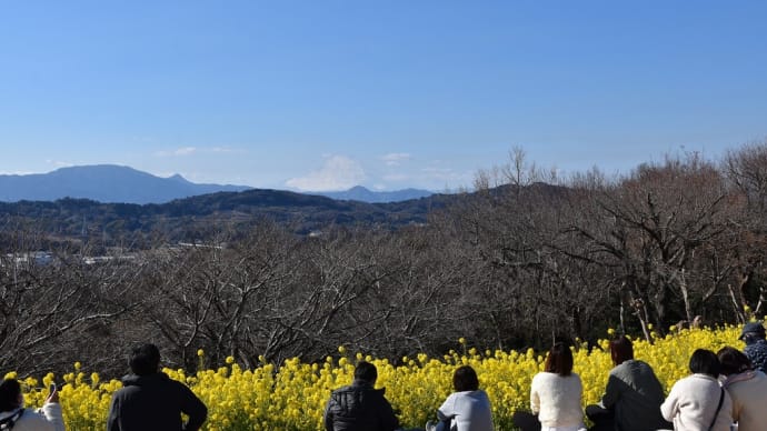 菜の花狩り 神奈川県湘南二宮 吾妻山・菜の花ウォッチング2022(5)ツワブキの綿毛