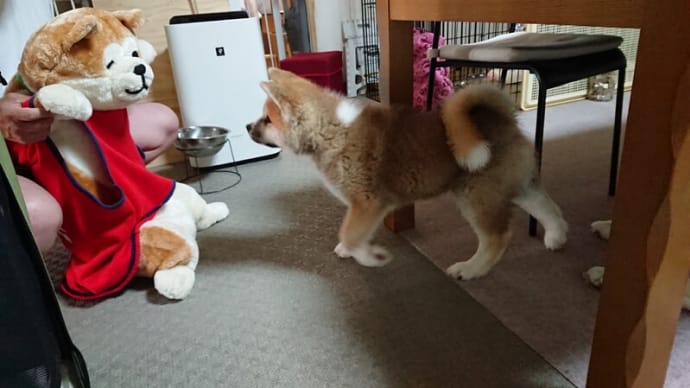ぬいぐるみが怖いの巻(^^;
