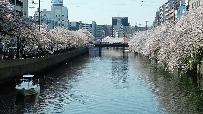 #8599 大岡川 野毛あたりから🌸