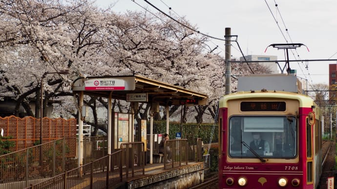 飛鳥山の桜とスカイツリーと七賢と 都電荒川線を完乗!