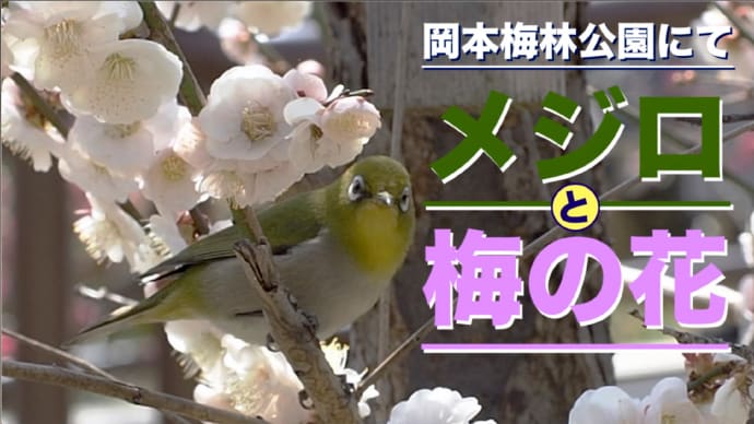 「梅の花ときたらメジロでしょう」岡本梅林公園にて。