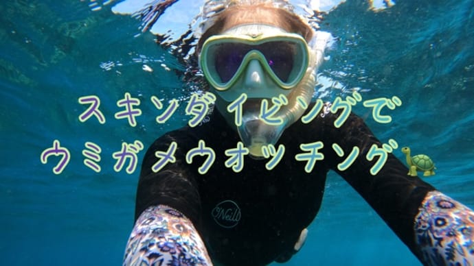スキンダイビングでウミガメウォッチング