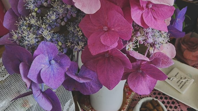 紫陽花が見頃ですよ