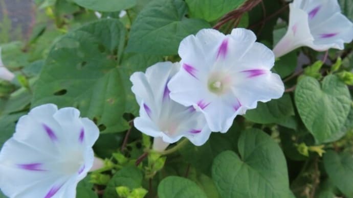 道端の花