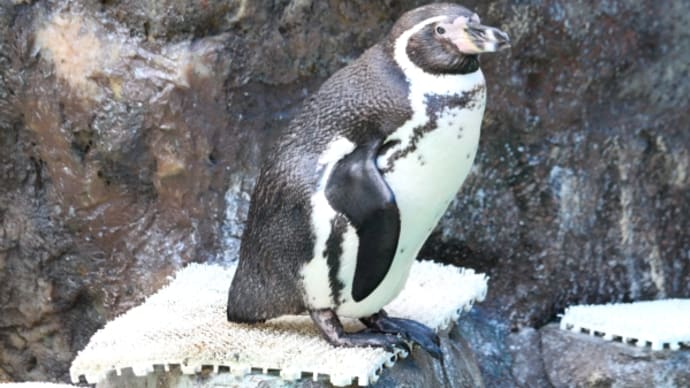 ペンギンの衣替え