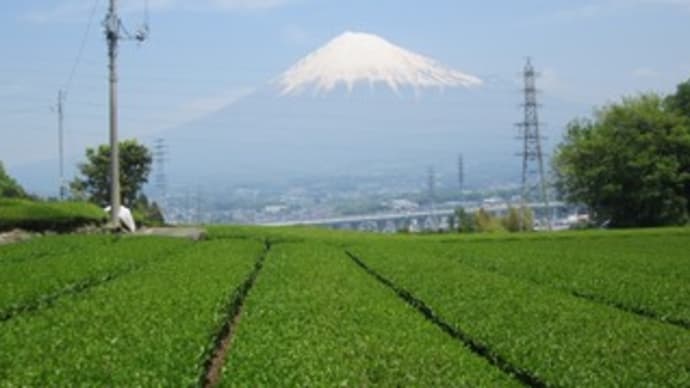 茶畑と富士山