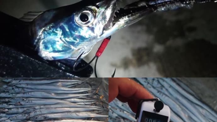 ナイトショア太刀魚・・