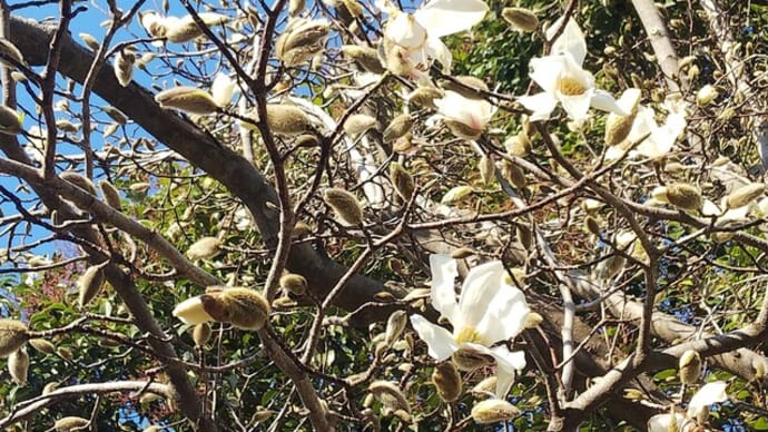 晴れても寒い 花たちもっと寒いだろ